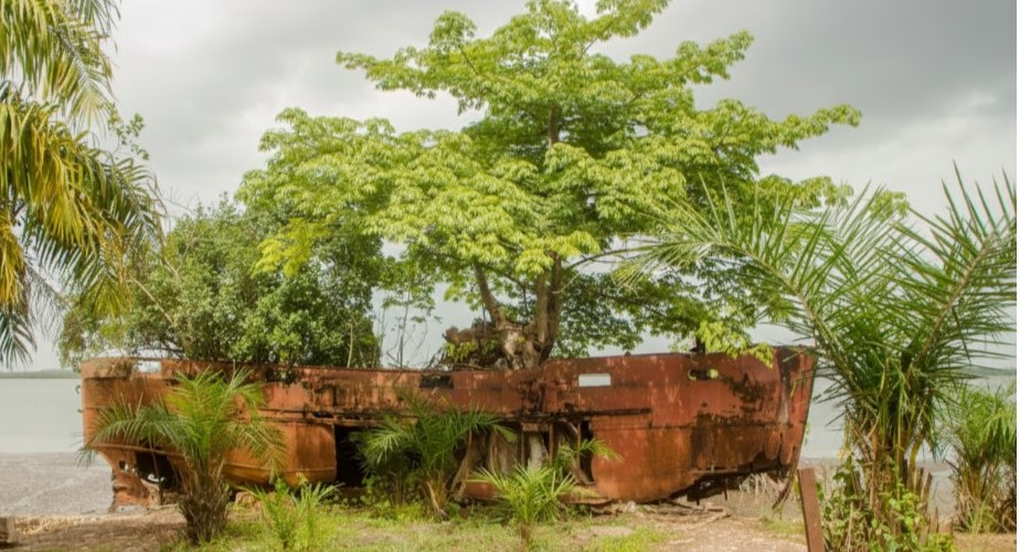 GROWING TREE IN A WRECHED BOAT